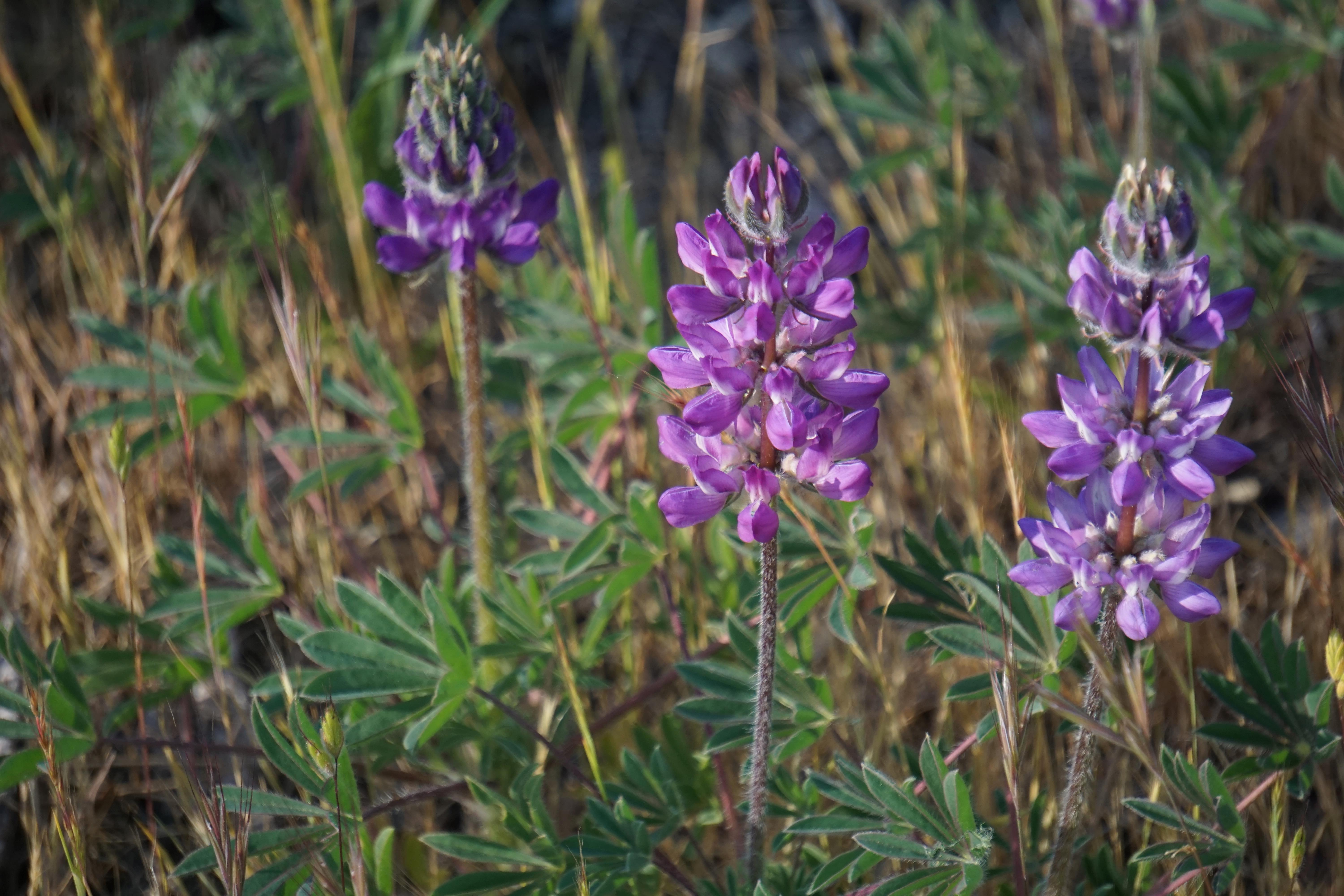 lupine flowers